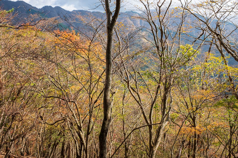 Japan-Hiking-Mount Tanzawa-Shibusawa - Lower down there was some color to appreciate, especially when the sun came out.