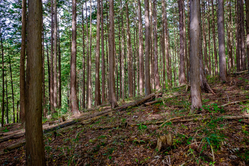 Japan-Hiking-Torisawa-Mount Ougiyama-Momokurayama - Then I hit the pine forest, fun times ahead.