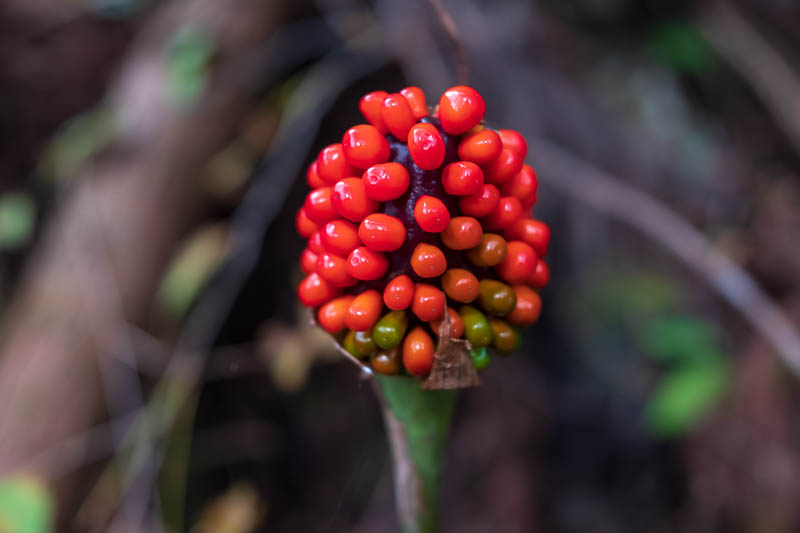 Back to Japan for even more - Oct and Nov 2017 - There were lots of these seed pod red plant things along the trail. Quite tasty, but also a little bit mouth burning.