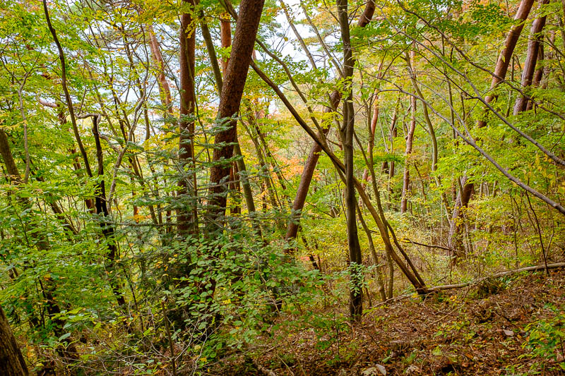 Japan-Hiking-Torisawa-Mount Ougiyama-Momokurayama - Too early for peak color, so this is early color, still yellow, no red, but mild levels of color hysteria experienced.