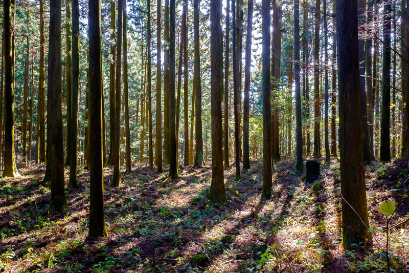 Back to Japan for even more - Oct and Nov 2017 - First there was great light amongst the cedars, and no bears in site despite the warning signs.