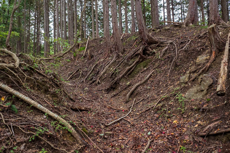 Japan-Hiking-Torisawa-Mount Ougiyama-Momokurayama - Would I find my way back to the path or be consumed by the trees?....