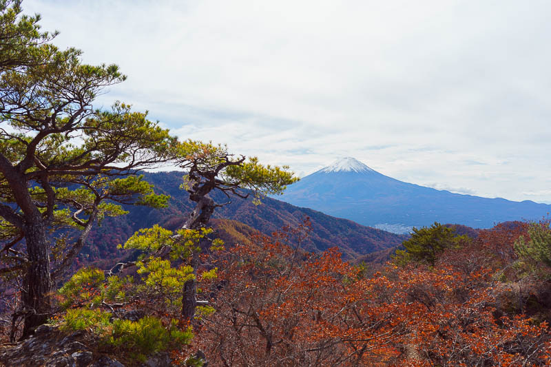 Japan-Hiking-Sasago-Seihachiyama - Now we start our photos of Fuji. The cool tree makes a great view even better. I think this tree is probably what puts this peak on the map.