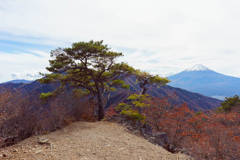 Japan-Hiking-Sasago-Seihachiyama - Wider angle view of tree and Fuji, more to come!
