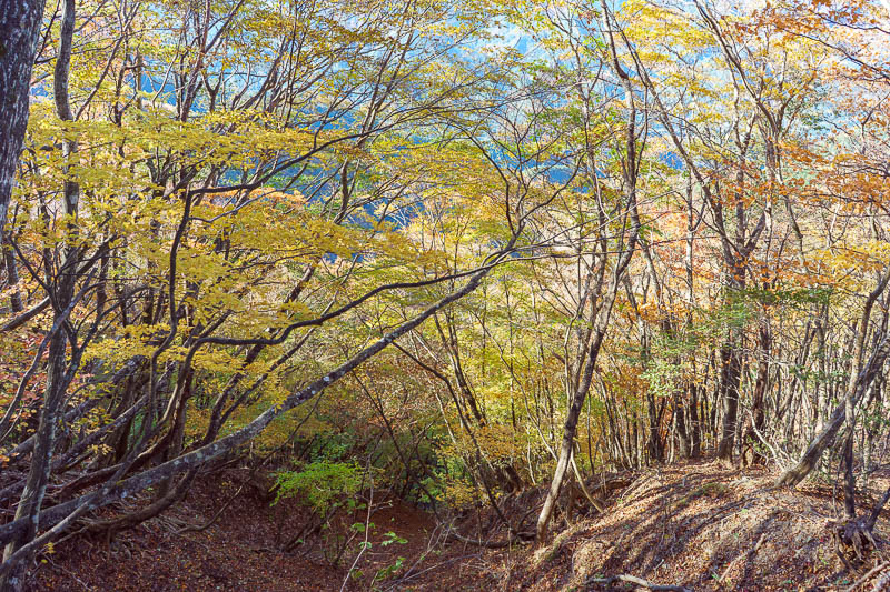 Japan-Hiking-Sasago-Seihachiyama - It became really steep and just got steeper, but it was still very colorful.