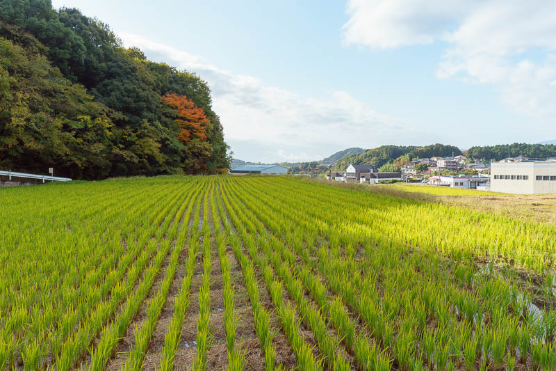 Japan-Fukuoka-Hiking-Dazaifu - I think I took this photo 3 years ago from the same spot, I will check later. Its rice.