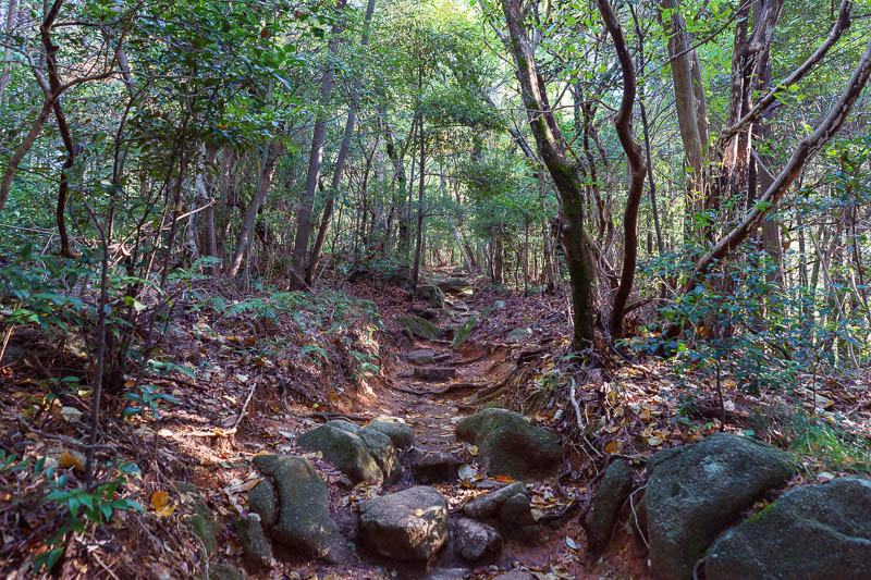 Japan-Fukuoka-Hiking-Dazaifu - I was enjoying the light through the trees, breathing in the rotting decaying leaves.