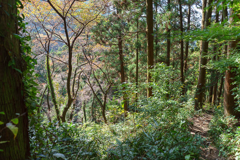 Japan-Kitakyushu-Sarakurasan-Hiking - I think I am approaching a road! Hooray!