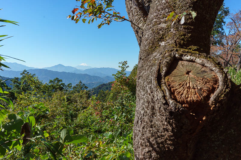 Of course I am back in Japan yet again - Oct and Nov 2018 - I was trying to find new ways to photograph Fuji, this one features a tree trunk.