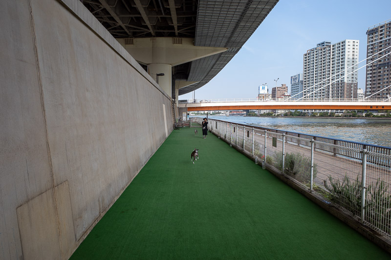 Japan-Tokyo-Sumida River - This is a dog park. A few metres of fake grass under a bridge. There is a person here though! And her dog, which tried to attack me but I was saved by