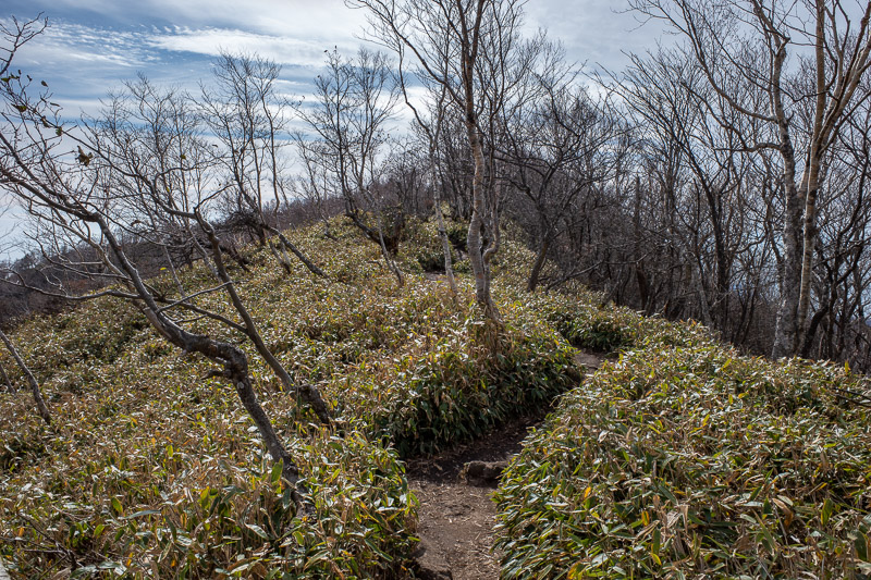 Japan-Hiking-Mount Akagi - A bit more low bamboo, it reflects the light a lot.
