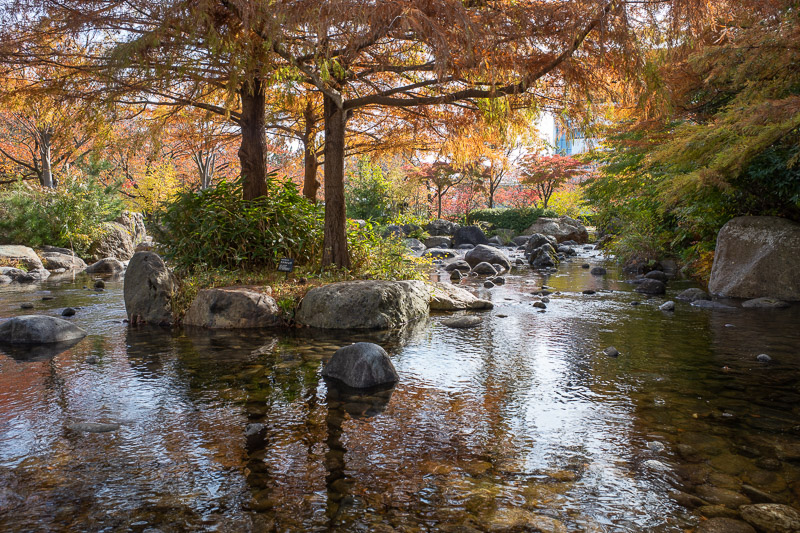 Japan for the 9th time - Oct and Nov 2019 - Here, have a bit of color, me and 2 guys with tripods were taking the same photo.
