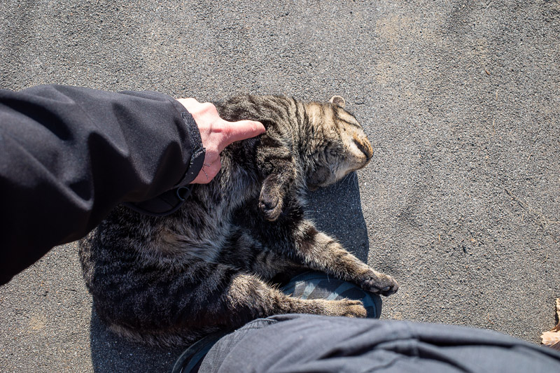 Japan-Yamagata-Hiking-Mount Zao - And then I got back to the road, and this cat came over, and flopped onto my shoes and demanded I give him a good scratch.