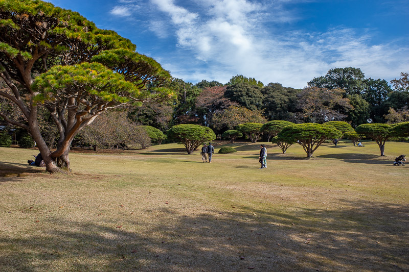 Japan-Tokyo-Shinjuku Gyoen-Garden - I like these trees a lot.