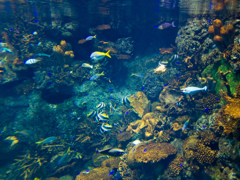 Japan-Osaka-Aquarium - Now we will have lots of fish photos.