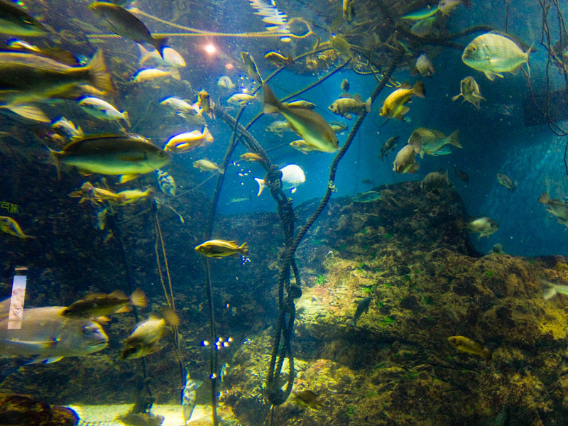Japan-Osaka-Aquarium - Sorry for the glass reflections.