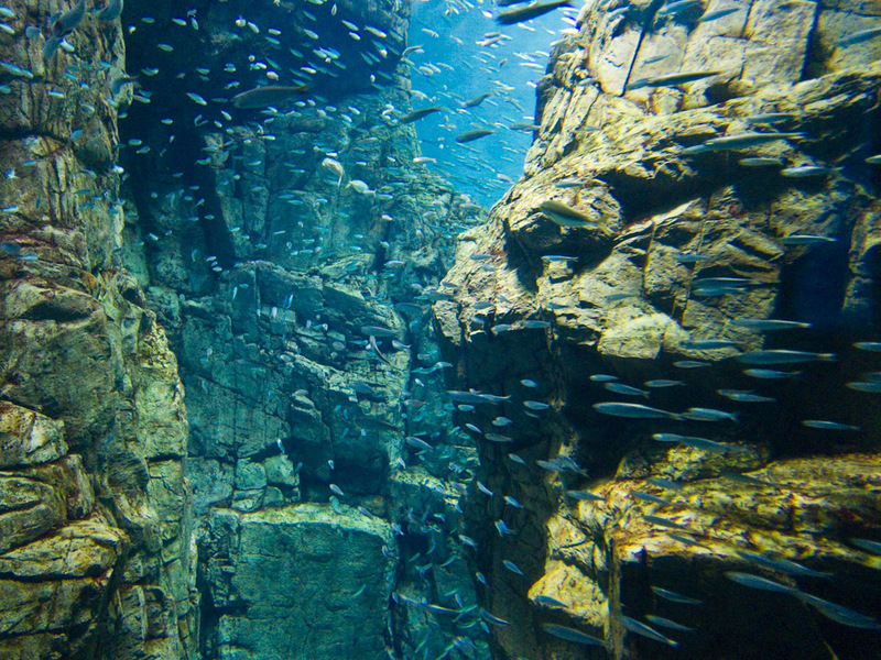 Japan-Osaka-Aquarium - Despite these being tiny fish I enjoyed this tank the most. Literally thousands of fish.