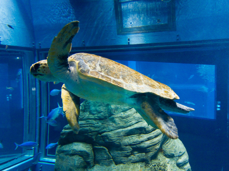Japan-Osaka-Aquarium - I high fived a turtle.