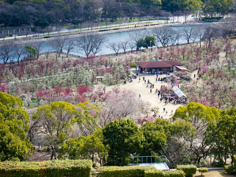 Japan-Osaka-Castle - Look at all the blossoms! I must check the hourly blossom schedule.