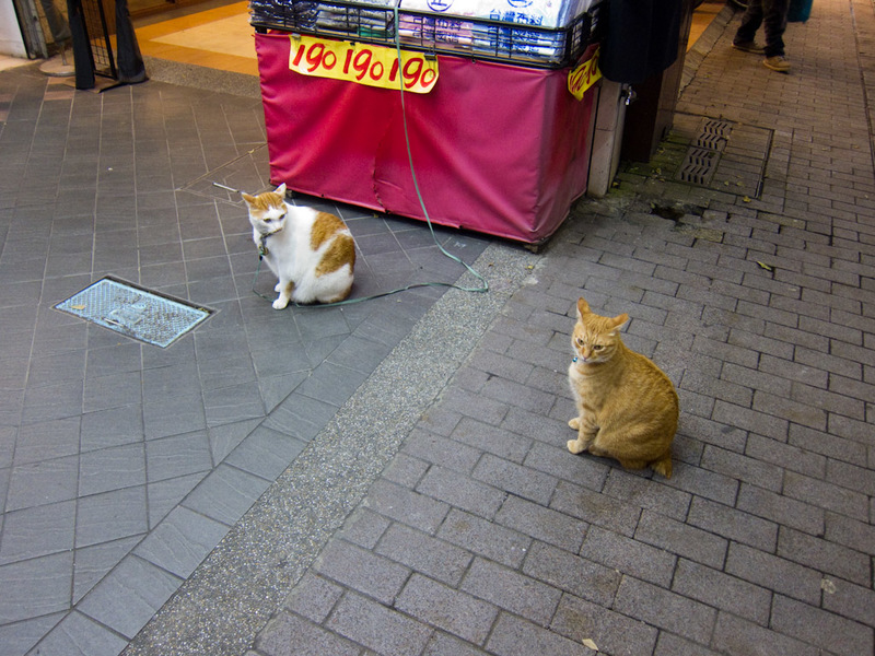 Taiwan-Taipei-Ximending-Night Market - One of these cats is not like the other. One is free to roam the other is chained up. Neither of them seem worried about the thousands of people wande