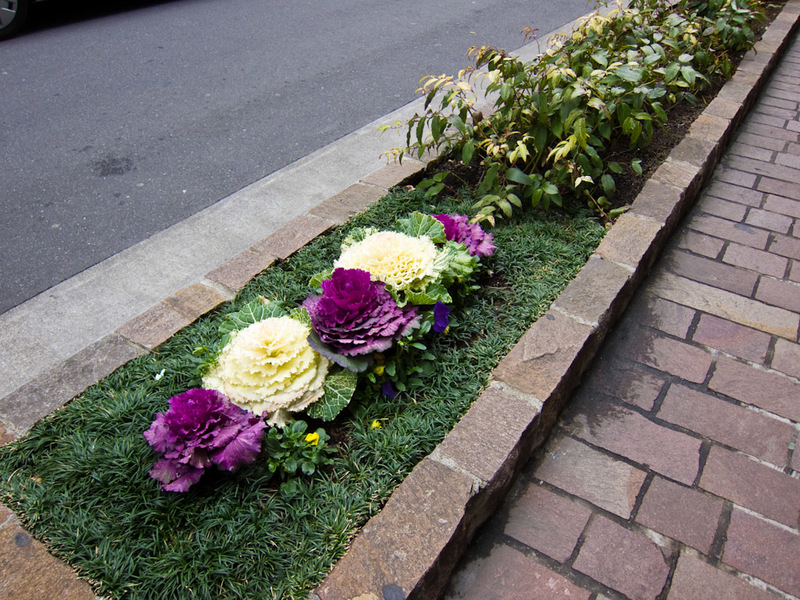 Japan and Taiwan March 2012 - Why plant flowers when a cabbage is fine too?