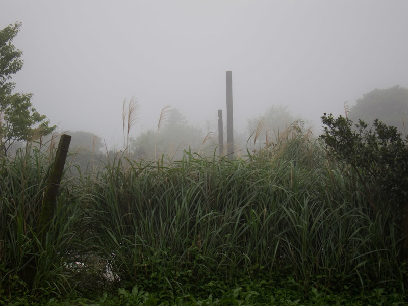 Taiwan-Taipei-Hiking-Yangmingshan - Now the fog rolled in and I couldnt see across the road. However after descending through the fog I eventually came to a bus stop which had an LED boa