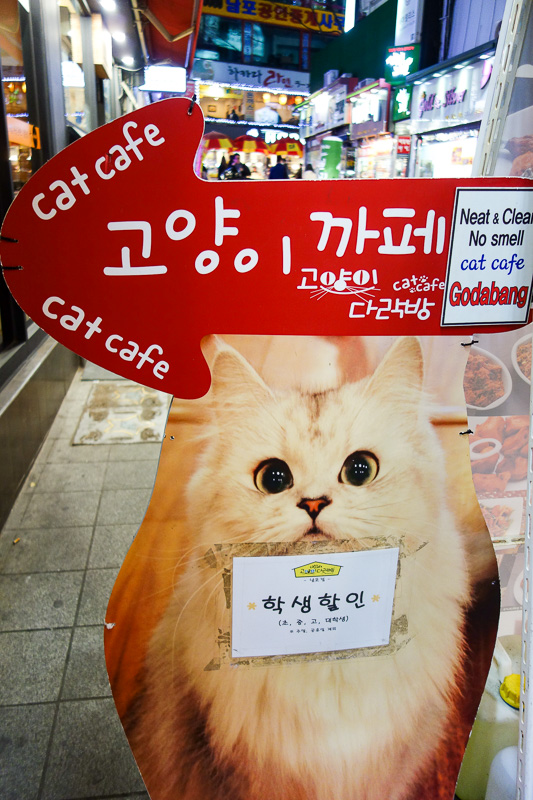 Korea again - Incheon - Daegu - Busan - Gwangju - Seoul - 2015 - Maybe later I will go into one of the many cat cafes, maintain my angry glare, and frighten away all their happy staff, before being mauled by cats.