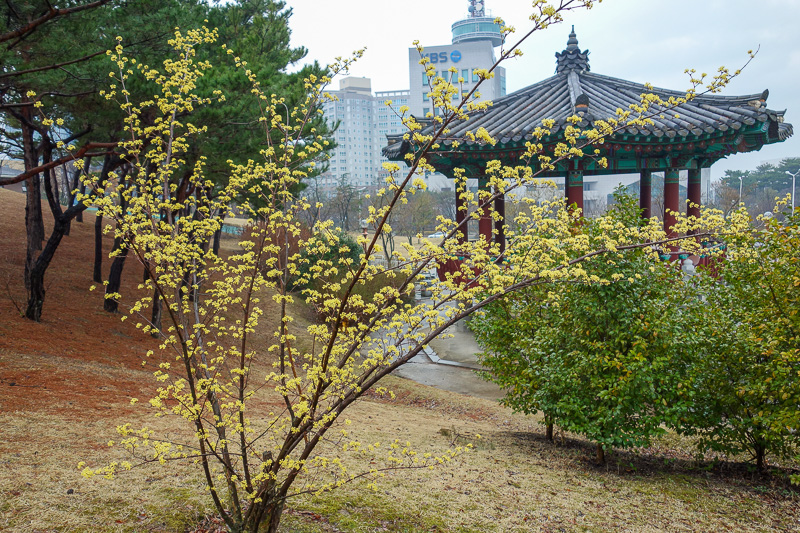 Korea again - Incheon - Daegu - Busan - Gwangju - Seoul - 2015 - Yellow blossoms.