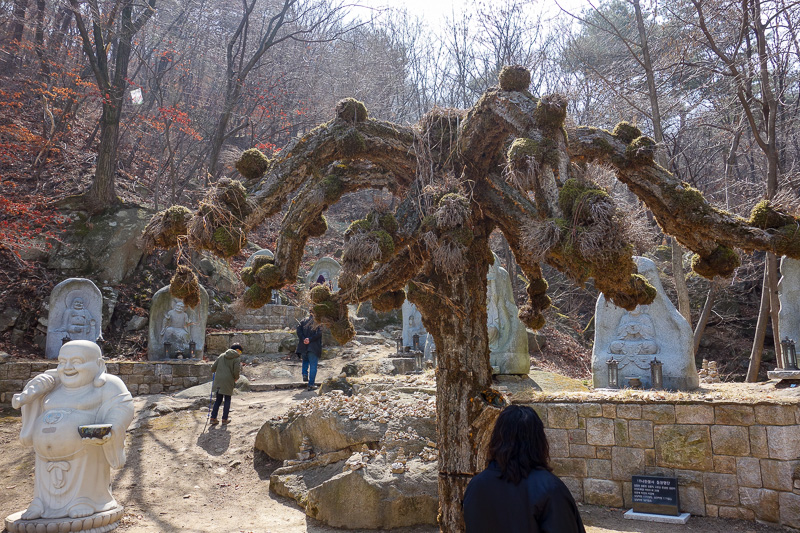 Korea again - Incheon - Daegu - Busan - Gwangju - Seoul - 2015 - Strange tree. Inside all of the temples were more lights, there was a pink one and a blue one, but it didnt seem to be for men and women. They dont li