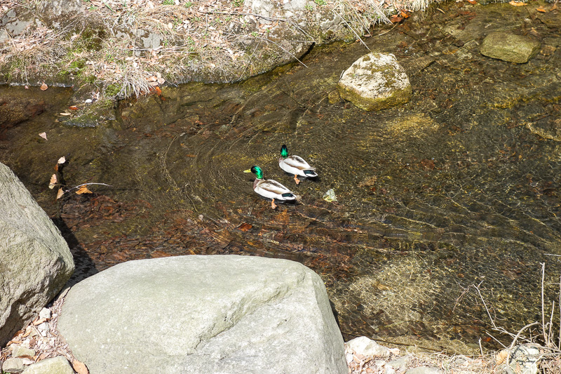 Korea again - Incheon - Daegu - Busan - Gwangju - Seoul - 2015 - And just to balance out the day with some non mountain photos, heres some ducks. Real ducks. Not the Australian all brown kind, but the ones you see p