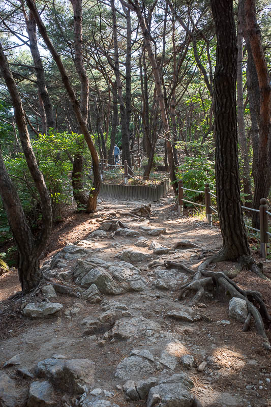 Korea-Suwon-Hiking-Gwanggyosan - A rocky section of the trail, but note the ropes and garden bed things surrounding the trees. No chance of getting lost today.
