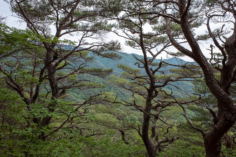 Korea-Daegu-Hiking-Palgongsan-Gatbawi - Nice trees, with a view behind them of some of the peaks I would go along later.