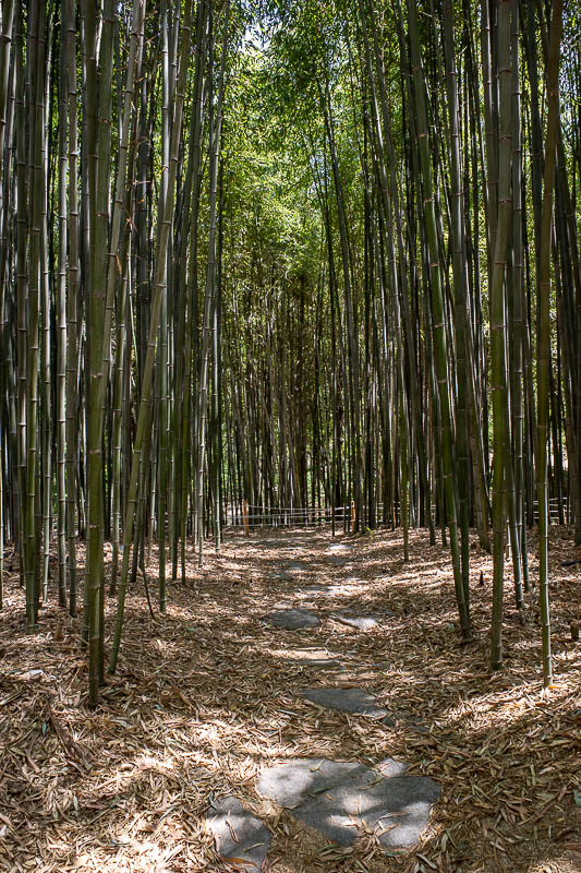 Korea-Daegu-Arboretum-Market - Bamboo world, bamboo mostly dead, no pandas.