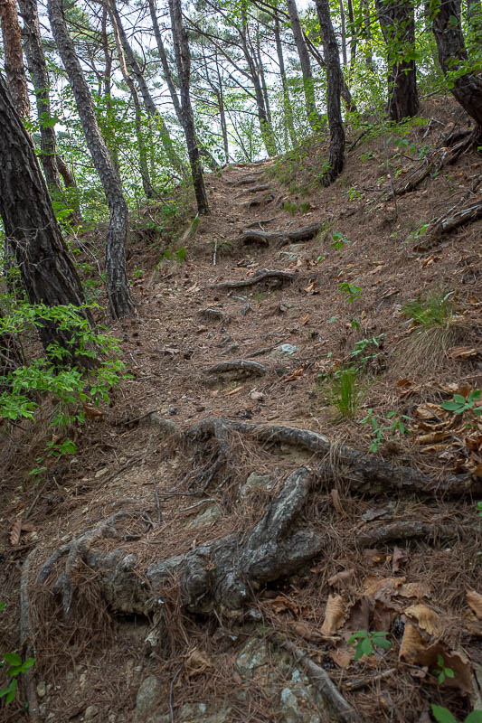 Korea-Daegu-Hiking-Yongjibong - The trail today was less rocky, more tree roots. Reminiscent of Japanese trails.