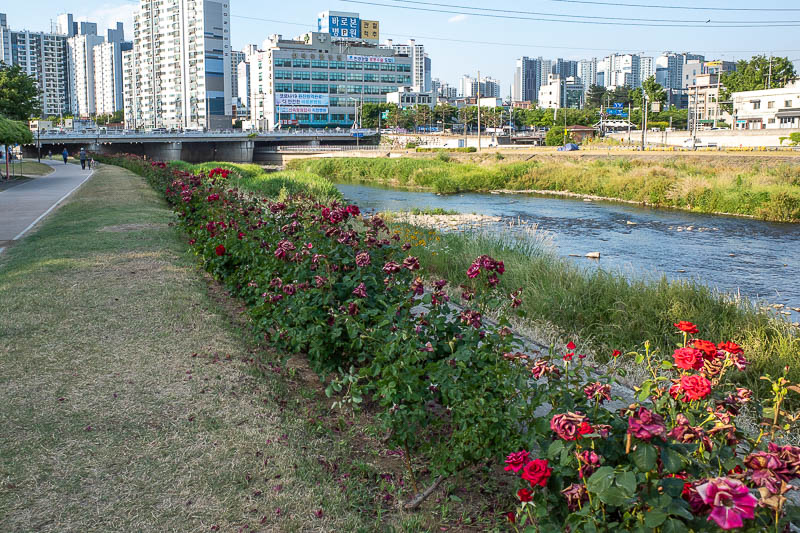 Korea for the 4th time - May and June 2022 - I had time to stop and smell the roses. Also fishing is banned in the river, and every now and then I saw a big fish jump out of the river and make a 