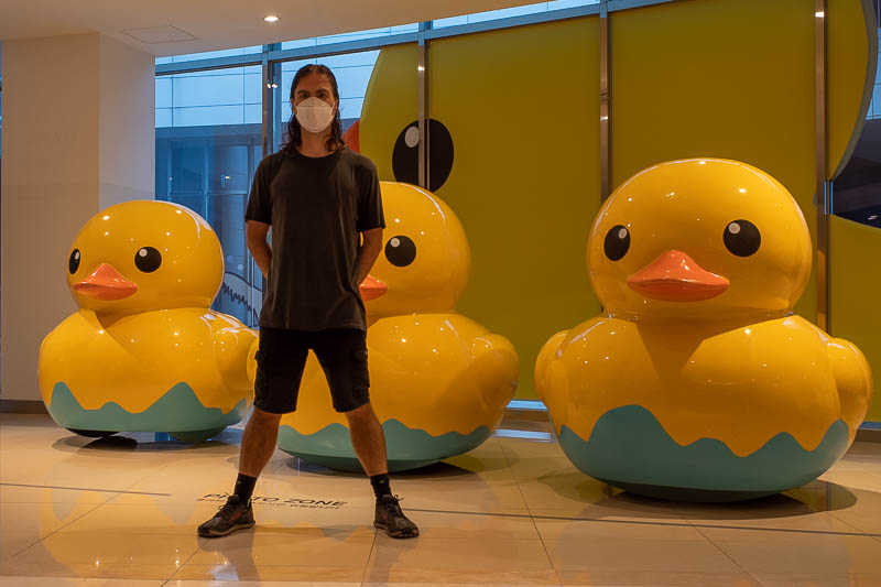 Korea-Busan-Rain-Gamcheon - Instead of getting wet again on the roof, I hung out with some more ducks. What is it with me and ducks?