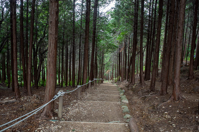 Korea-Busan-Hiking-Hwangnyeongsan - Then descended through a few more enormous trees.