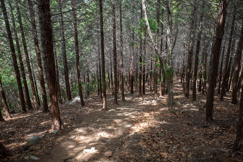 Korea-Yeosu-Hiking-Gubongsan - The path up was pretty good, no other people, through a plantation.