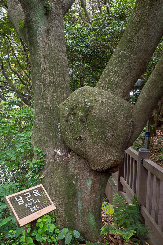 Korea-Yeosu-Odongdo-Bridge - This is the penis tree, I was very disappointed. Although as I came around a corner grandmas were being photographed stroking it. They scurried off.