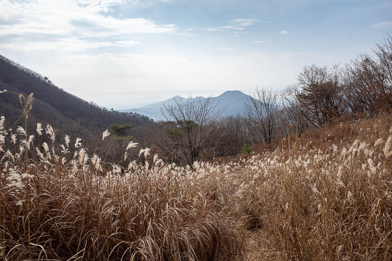 Korea-Seoul-Hiking-Yebongsan - More of the special wheat! Growing wild. I double checked I was on the right trail. I was, now.