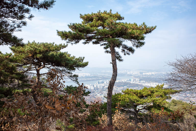 Korea-Seoul-Hiking-Yebongsan - A bit more view because the tree was cool.