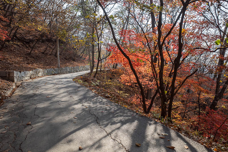 Korea twice in one year - November 2022 - Instead, I get to walk along the road, and admire the colours.