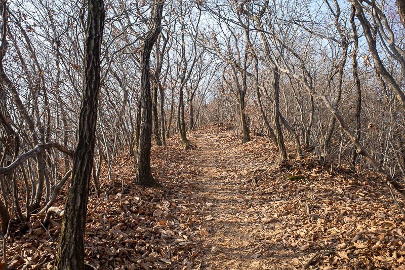 Korea-Seoul-Hiking-Geomdansan - The leafy bits were well trampled at this stage. It would not last.