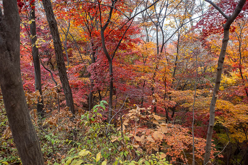 Korea-Seoul-Namsan-Protest - Like I said, if you like red leaves you will like today's photos.