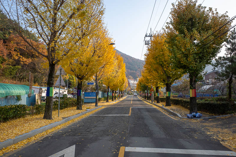 Korea-Gwangju-Mudeungsan-Jisan - The walk up from the city was very picturesque. Raining yellow leaves, streets lined with cafes, cool early morning. I went up via an area called Jisa