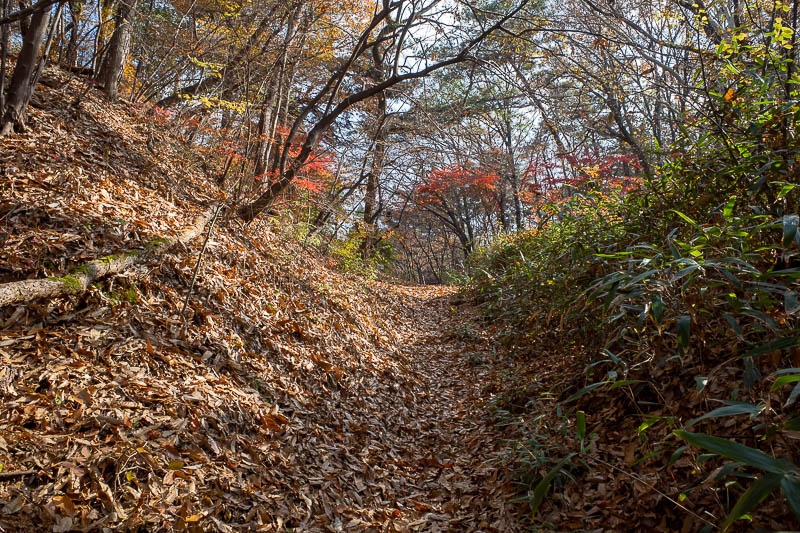 Korea twice in one year - November 2022 - The trails were mostly leaf covered, and at times hard to follow, but also generally flat... sometimes rocky.. sometimes piney. OK there was every kin