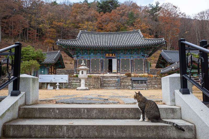 Korea-Gwangju-Mudeungsan-Jisan - The cat was guarding the place. I could not go in, had to move on.
