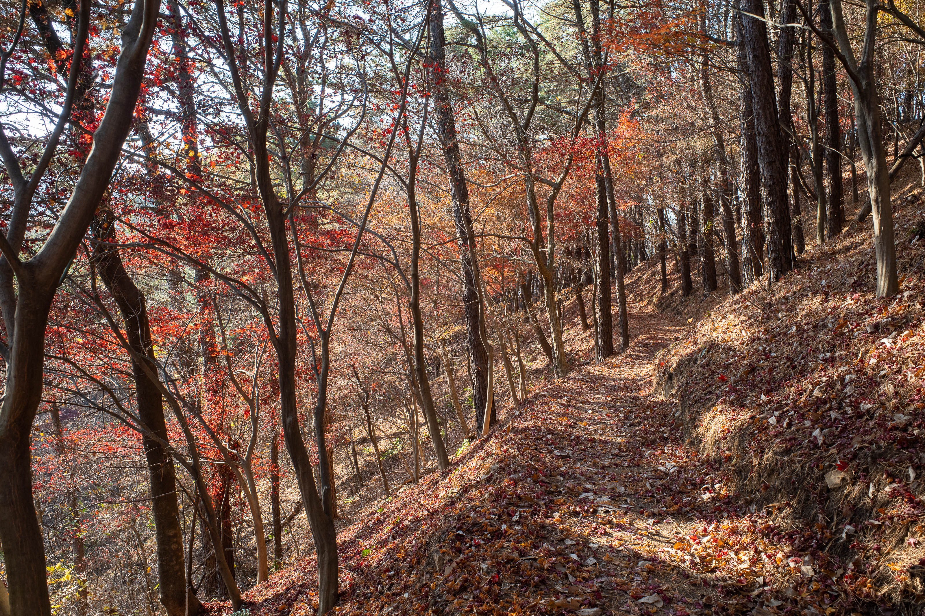 Korean-Hiking-Daejeon-Bomunsan - The actual trail was not too colourful today, mostly just brown and pine. Here is a rare glimpse of colour.