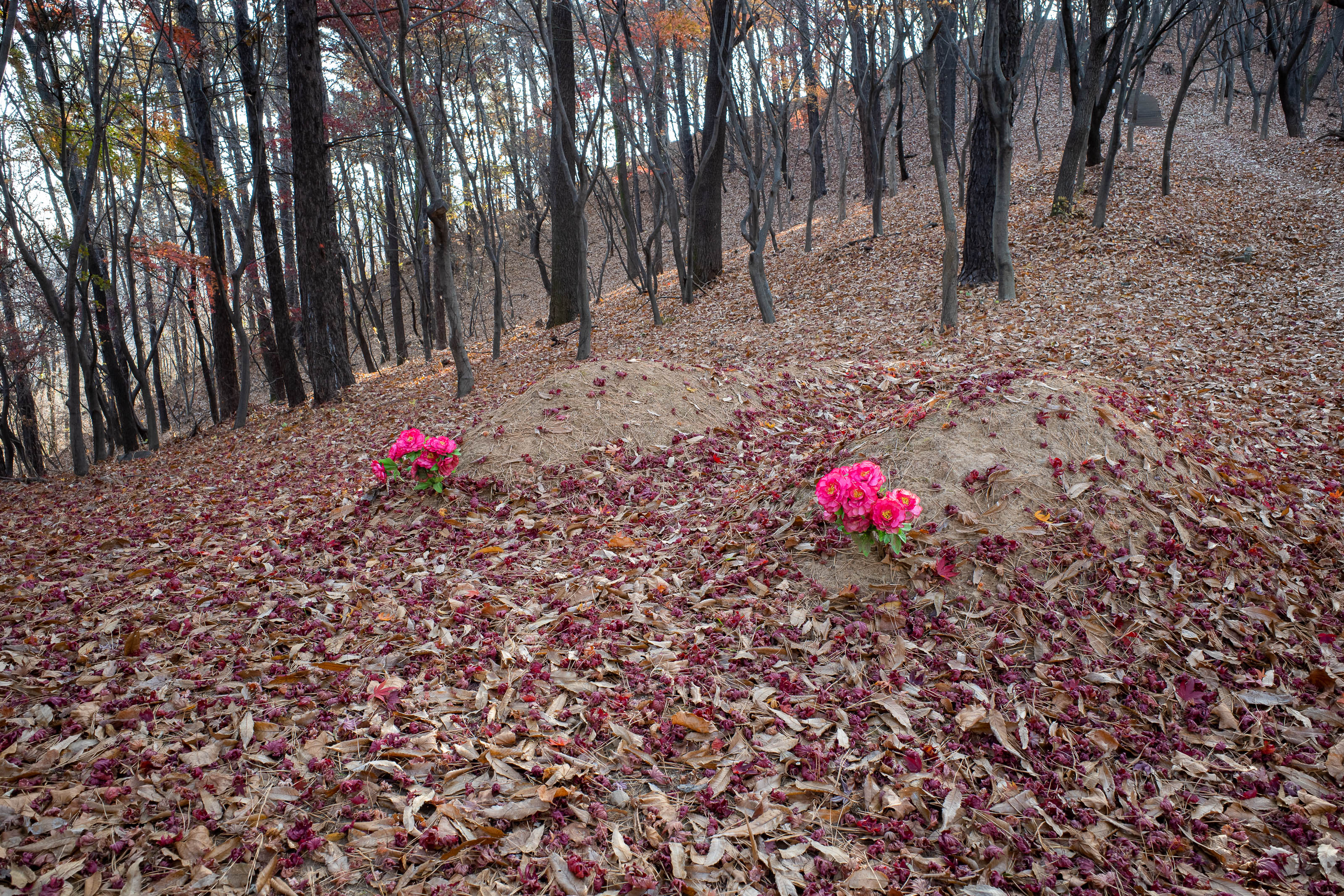 Korean-Hiking-Daejeon-Bomunsan - Hmm, I thought all these graves in the forest were ancient historically significant sites. These 2 look like they were buried yesterday. And in a kind