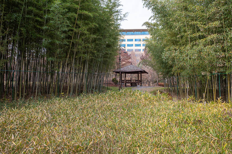 Korea-Daejeon-Hanbat-Expo - Bamboo forest was nice. Not dead yet.